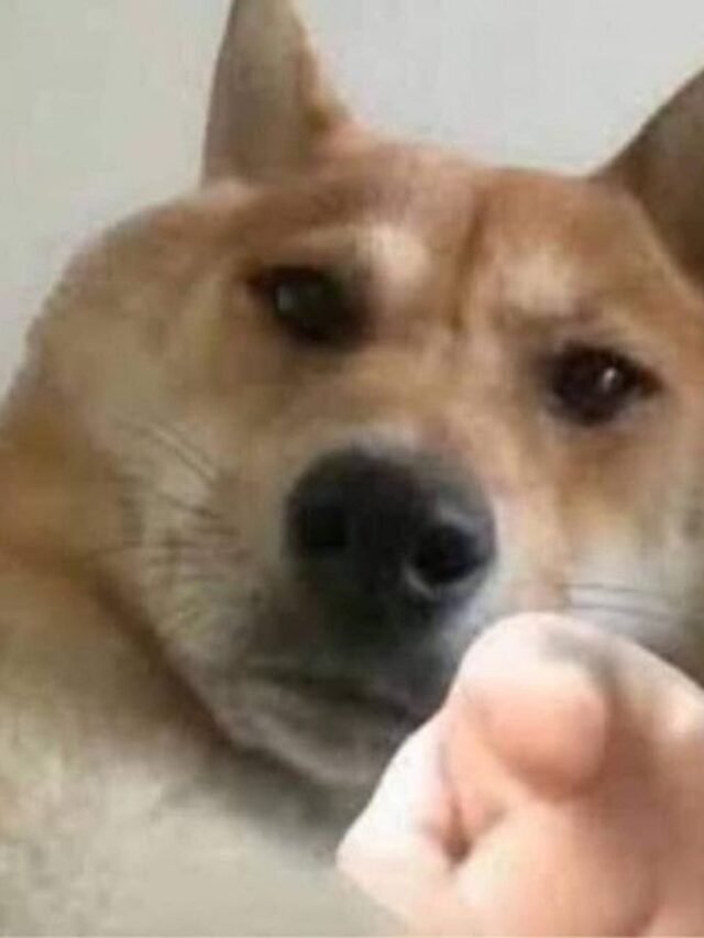 Tổng hợp 346+ ảnh meme chỉ tay hài hước thú vị và sáng tạo