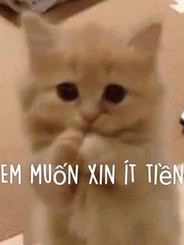 Tổng hợp 355+ ảnh meme tiền hài hước dí dỏm vô cùng lầy lội