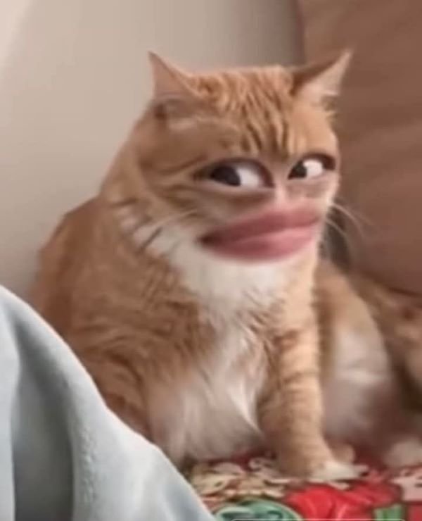 meme bựa new trend