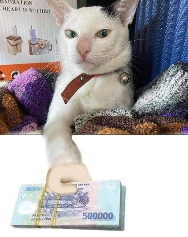 meme tiền cực lầy