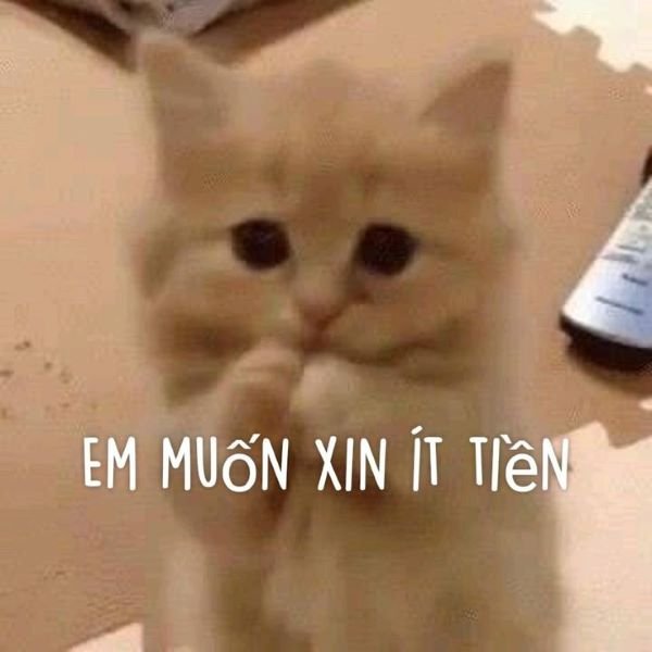 meme tiền hài hước