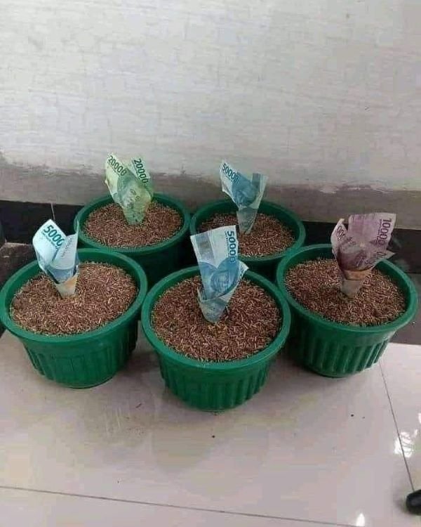 meme tiền meme vui